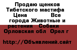 Продаю щенков Тибетского мастифа › Цена ­ 45 000 - Все города Животные и растения » Собаки   . Орловская обл.,Орел г.